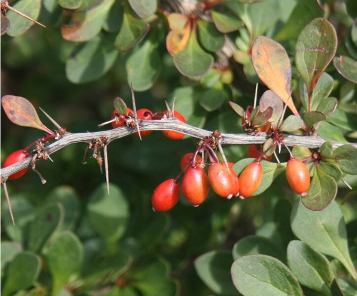 Die Grüne Heckenberberitze ist eine robuste und insektenfreundliche Heckenpflanze. Bei HeckenpflanzenTotal direkt in der Gärtnerei kaufen.