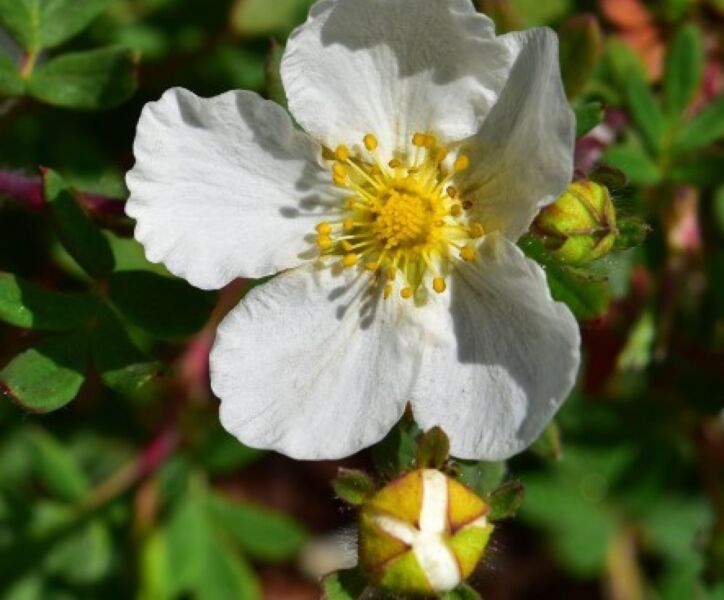 Fingerstrauch 'Abbotswood' (Potentilla fruticosa 'Abbotswood')