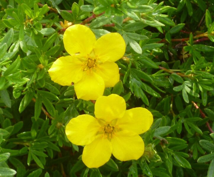 Fingerstrauch (Potentilla fruticosa) 'Goldfinger' 