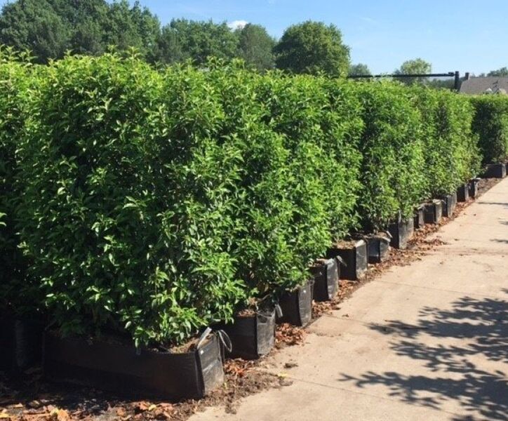 Große Fertighecken von HeckenpflanzenTotal – Heckenelemente ab einer Höhe von 1,40m 