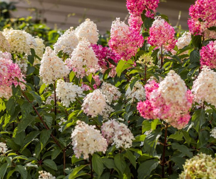 Rispenhortensie
