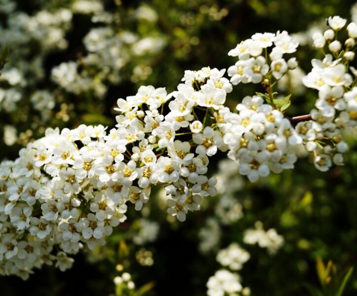 Weiße Rispenspiere - Spiraea cinerea 'Grefsheim' kaufen