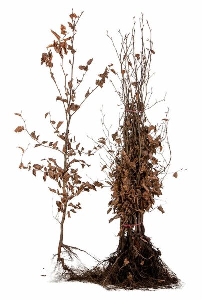 Avenbok-Barrotad-175-200