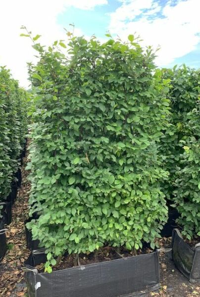 Avenbok-Färdig-Häck-160-170