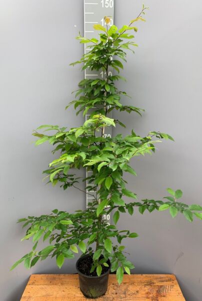 Avenbok-Kruka-125-150