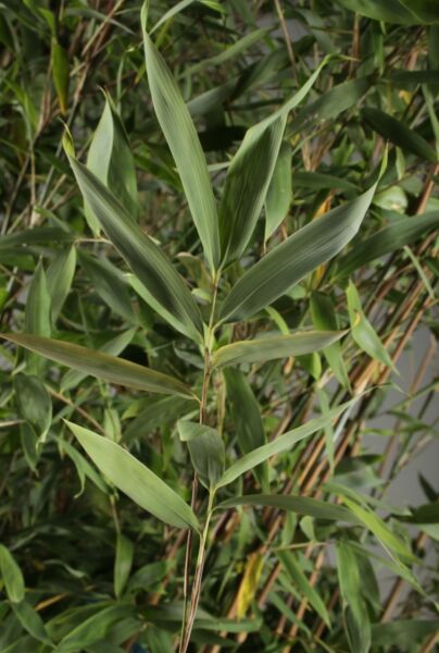Bambu-ALG INZ