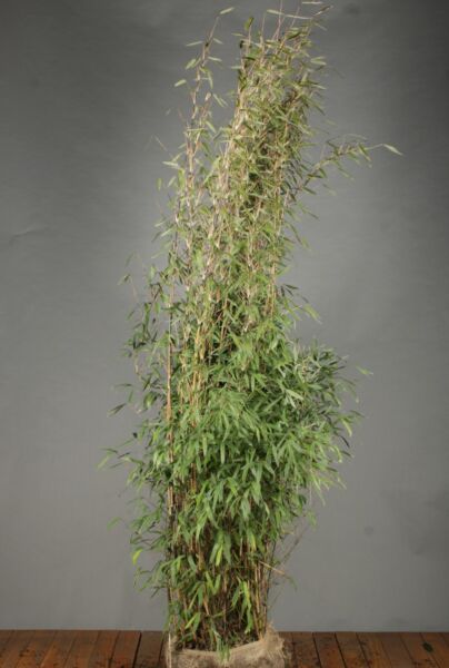 Bambu-Klump-175-200