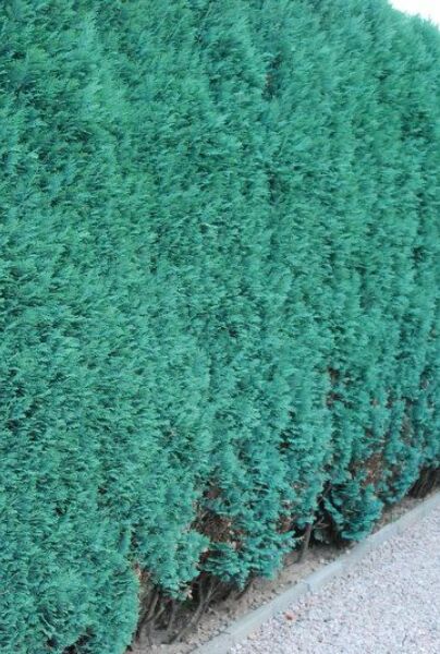 Blå-Cypress-ALG HAAG