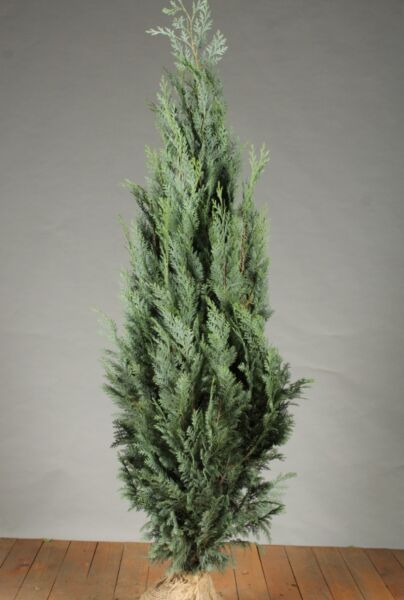 Blå-Cypress-Klump-125-150