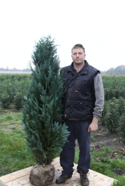 Blå-Cypress-Klump-150-175