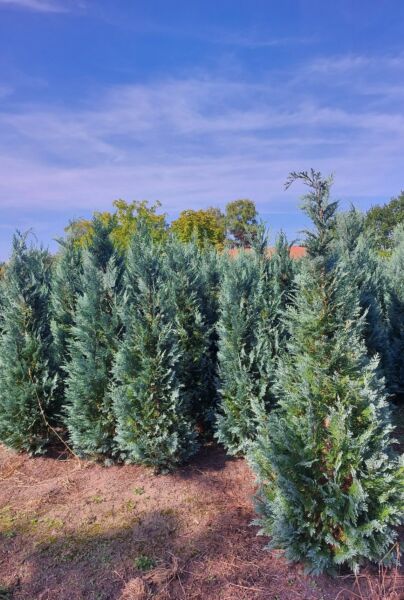 Blå-Cypress-Klump-200-225