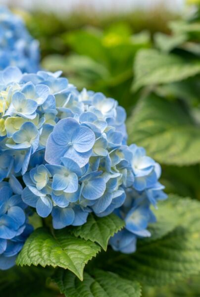 Bla-Tradgardshortensia-ALG INZ