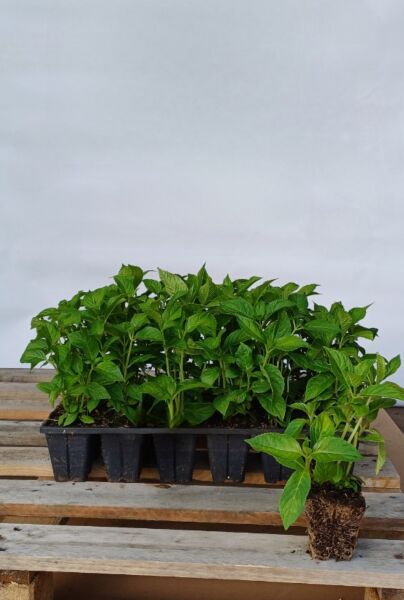 Bla-Tradgardshortensia-Med-Rotklump-20-25