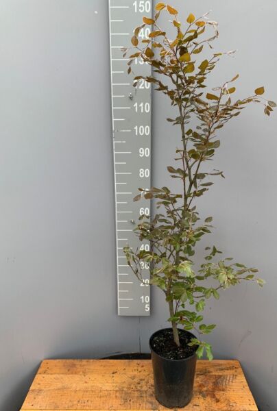 Blodbok-Kruka-125-150