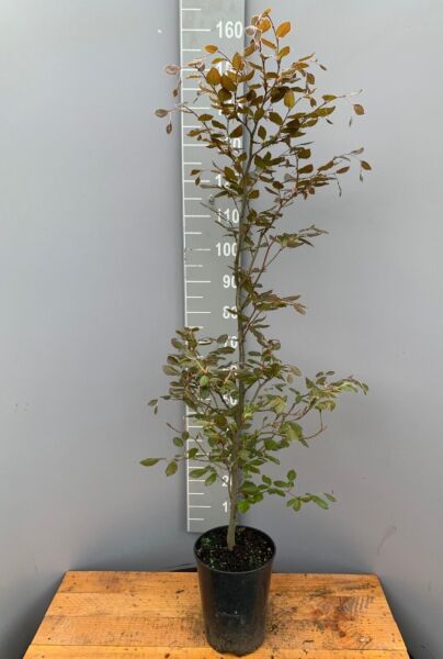 Blodbok-Kruka-150-175