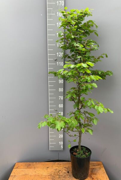Bokhäck-Kruka-150-175