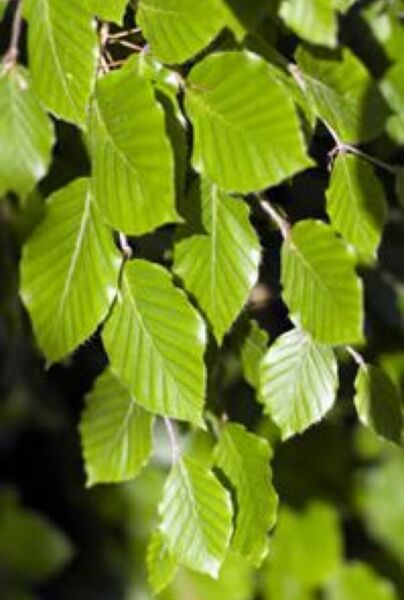 Bokhäck-Kruka-175-200