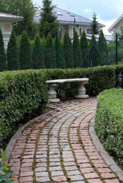 Bredbladig-Liguster-ALG HAAG