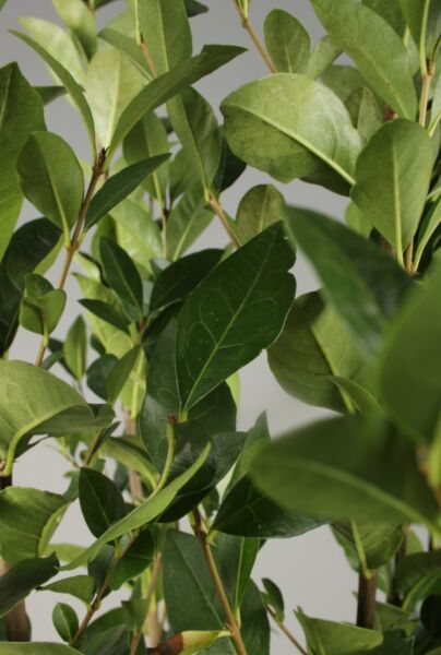 Bredbladig-Liguster-ALG INZ