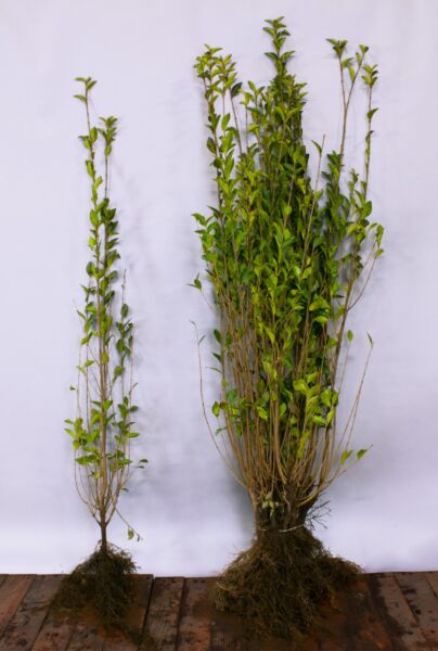 Bredbladig-Liguster-Barrotad-125-150