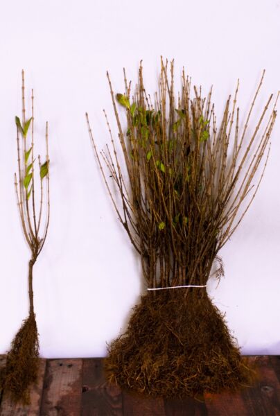 Bredbladig-Liguster-Barrotad-40-60