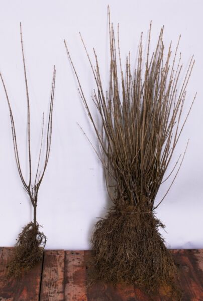 Bredbladig-Liguster-Barrotad-60-80