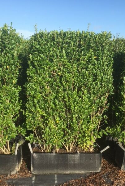 Bredbladig-Liguster-Färdig-Häck-160-170