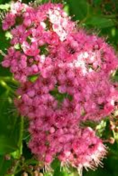 Brokspirea-Genpei-ALG INZ