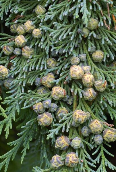 Chamaecyparis Lawsoniana
