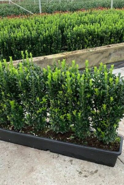 Euonymus-Jean-Hughes-ALG HAAG