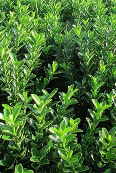Euonymus-Jean-Hughes-ALG INZ