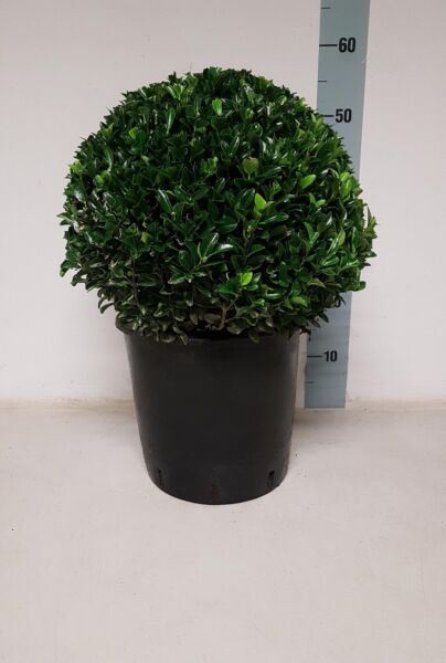 Euonymus-Jean-Hughes-Sfär-35