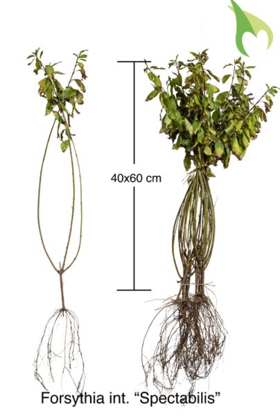 Forsythia-Spectabilis-Barrotad-40-60