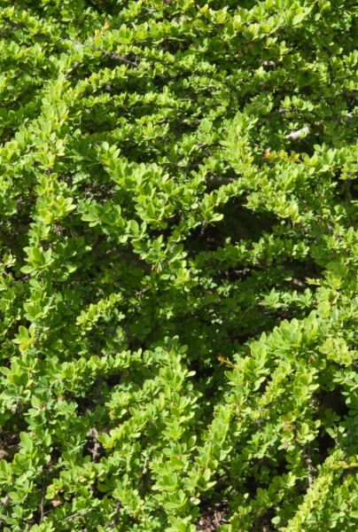 Grön-Häckberberis-ALG HAAG