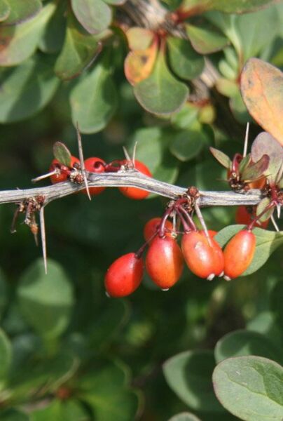 Grön-Häckberberis-ALG INZ
