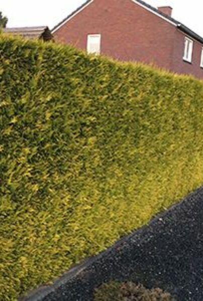 Gul-Cypress-ALG HAAG