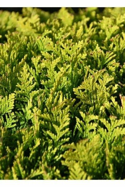 Gul-Cypress-ALG INZ