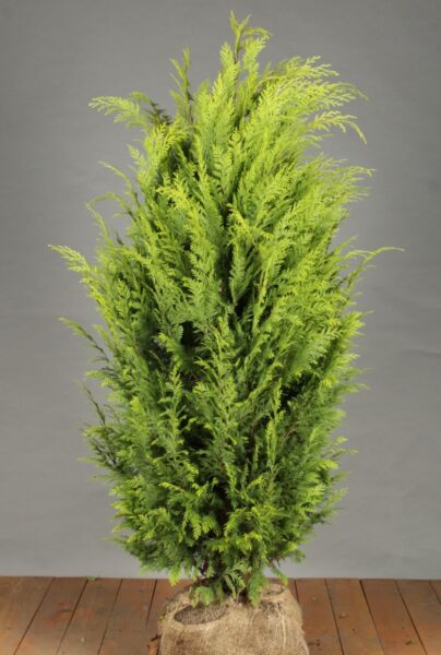 Gul-Cypress-Klump-125-150