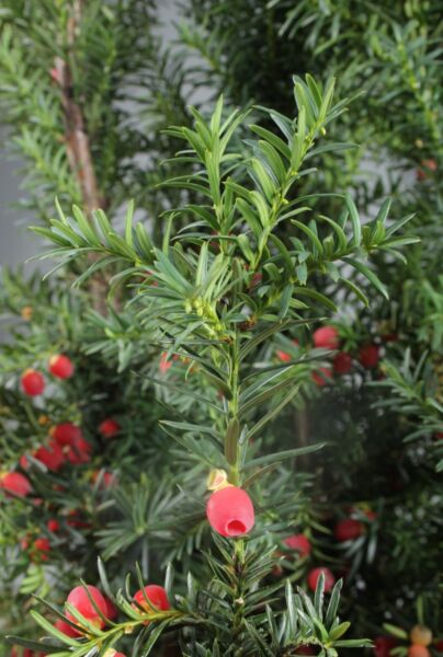 Hybrididegran-Hicksii-ALG INZ