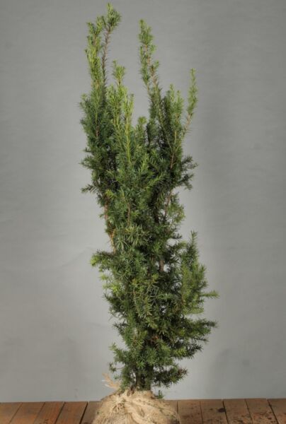 Hybrididegran-Hicksii-Klump-100-125