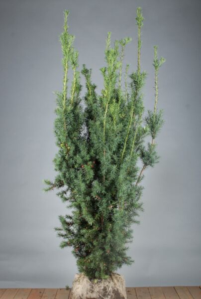 Hybrididegran-Hicksii-Klump-150-175