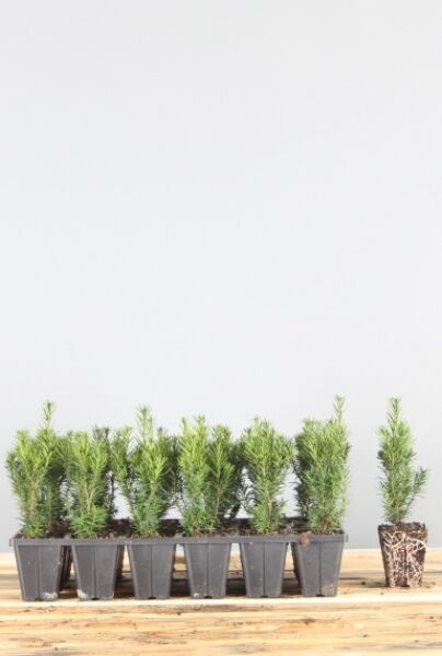 Hybrididegran-Hicksii-Klump-20-25