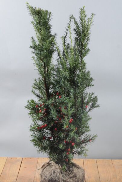 Hybrididegran-Hicksii-Klump-60-80
