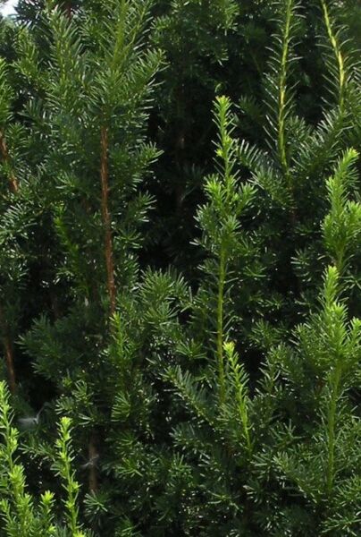 Hybrididegran-Hillii-ALG INZ