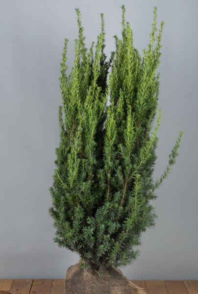 Hybrididegran-Hillii-Klump-100-125
