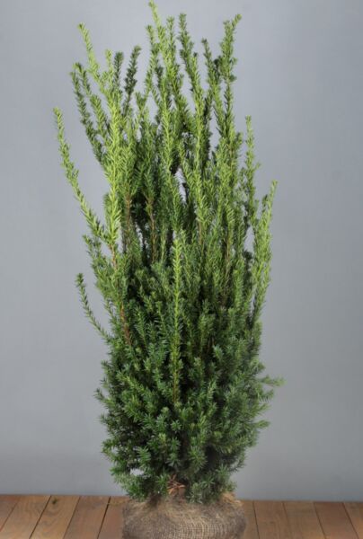 Hybrididegran-Hillii-Klump-125-150