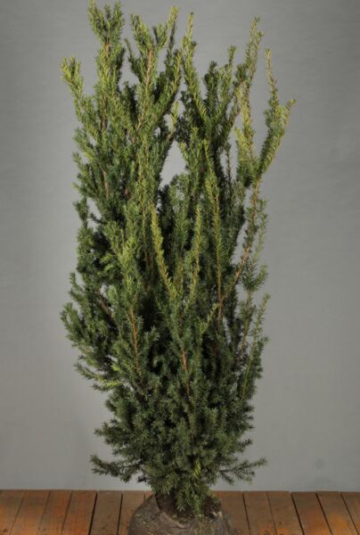 Hybrididegran-Hillii-Klump-150-175