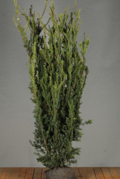 Hybrididegran-Hillii-Klump-175-200