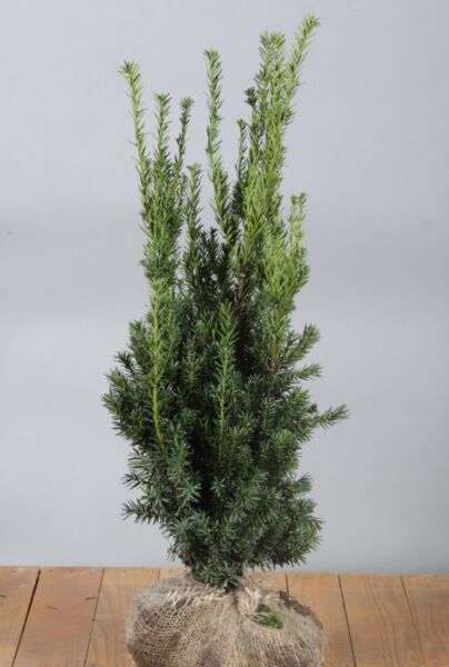 Hybrididegran-Hillii-Klump-80-100