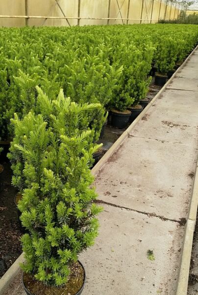 Hybrididegran-Hillii-Kruka-50-60